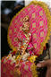 TULSI VIVAH (122).jpg